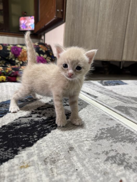 Mushukchalar beriladi