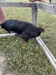 Vând cocoși australorp negru