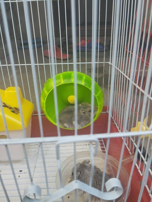 Продам Хомяка Джунгарика с клеткой!