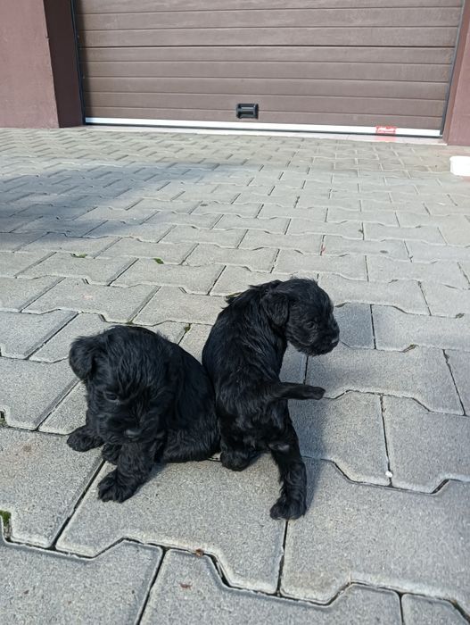 Schnauzer pitic negru