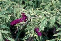 Liliac de vara, Buddleia purpuriu mov, alb, roz