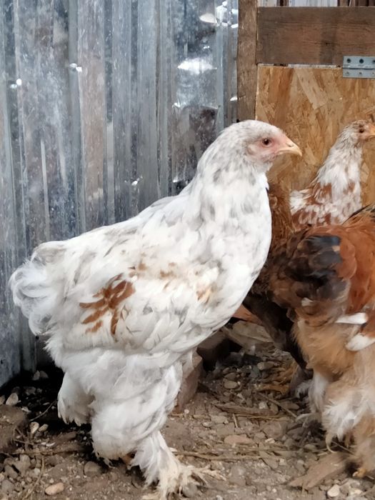 Vând cocoș tânăr Brahma 80 Ron