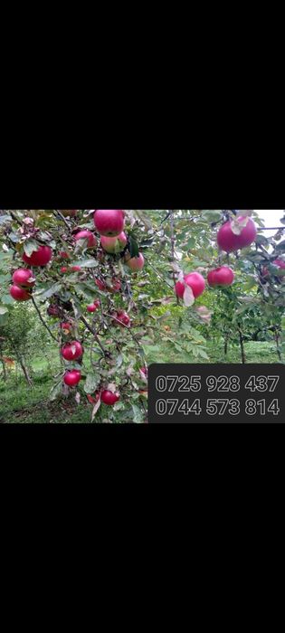 Nuc Chandler.Aluni.Pruni.ARONIA.Migdali Ciresi Catina Gutui Zmeura.Tei