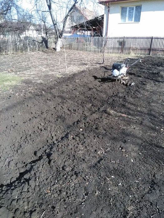 Tăiere/Doborâre Arbori/Defrișării/Rapid.