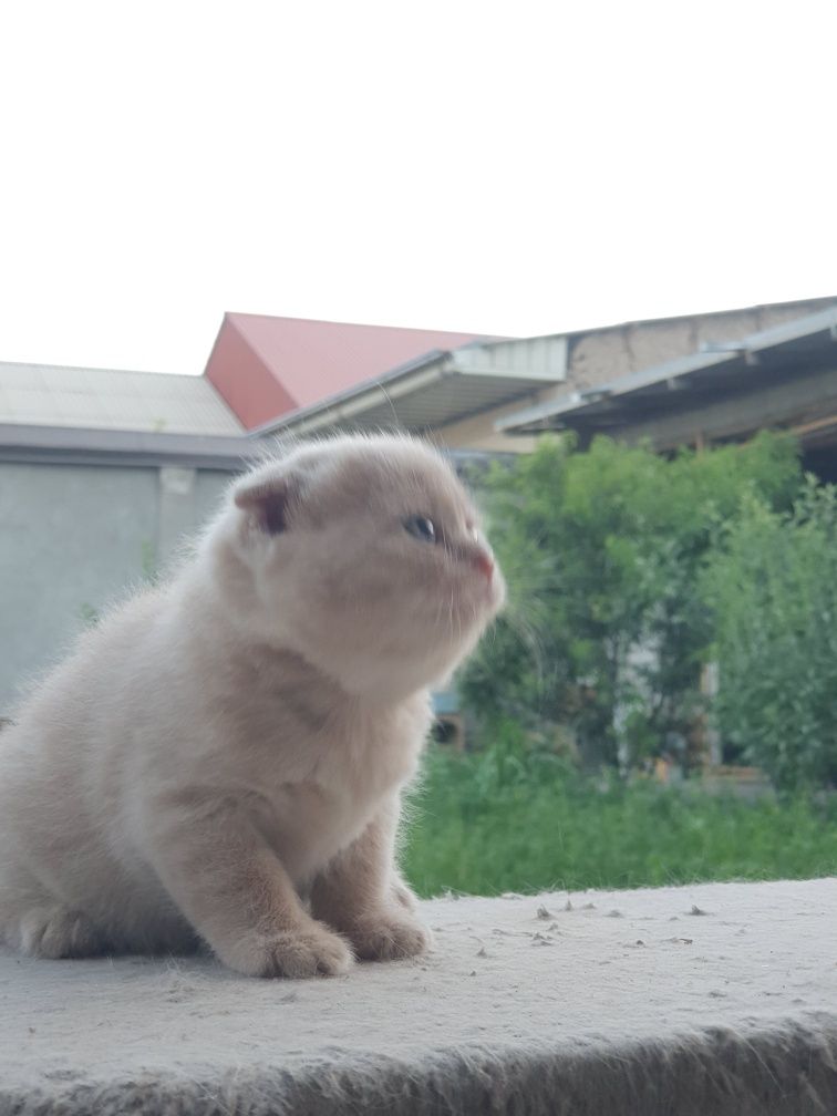 Продаются котята скоттиш фолд