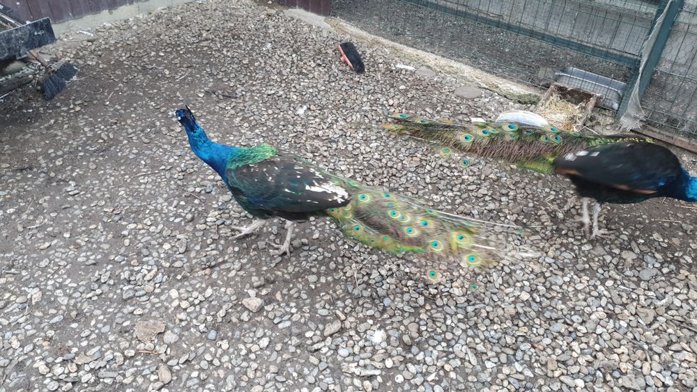 Pauni Uneri Negri; Pauni Standard; Pauni Arlechin