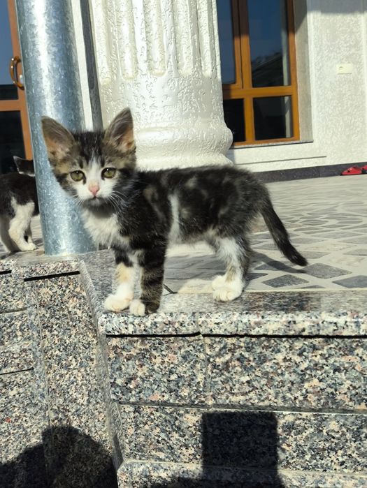 Мушук берилади 3 ойлик