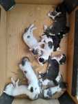 Donez pui de pisică – 2 săptămâni, 9 pisoi adorabili caută căsuțe iubi
