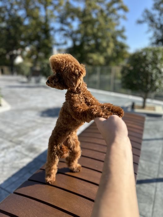 Пудел Той/Poodle Toy
