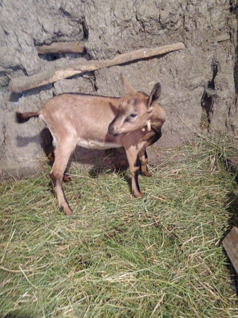 Ieduta alpin franceză de vânzare