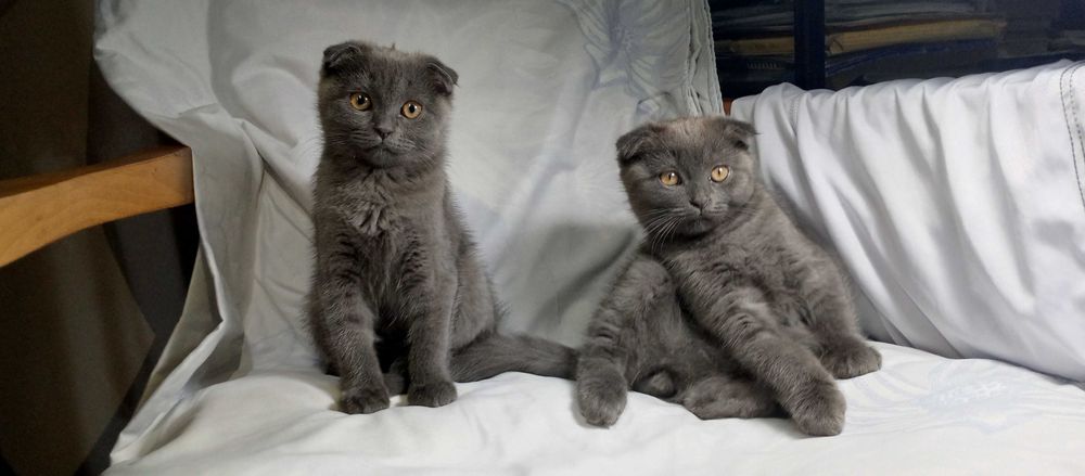 Котята порода "Британская коро короткошёрстная,,