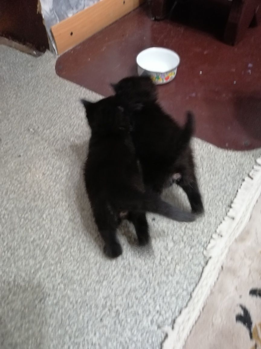 Отдам котят в добрые руки