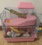 Cauta casa pui de hamster