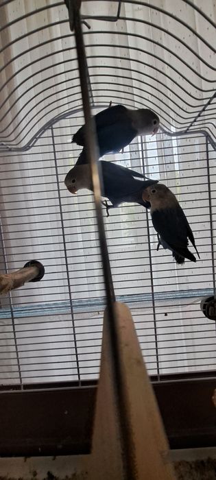 Papagali Agapornis 3