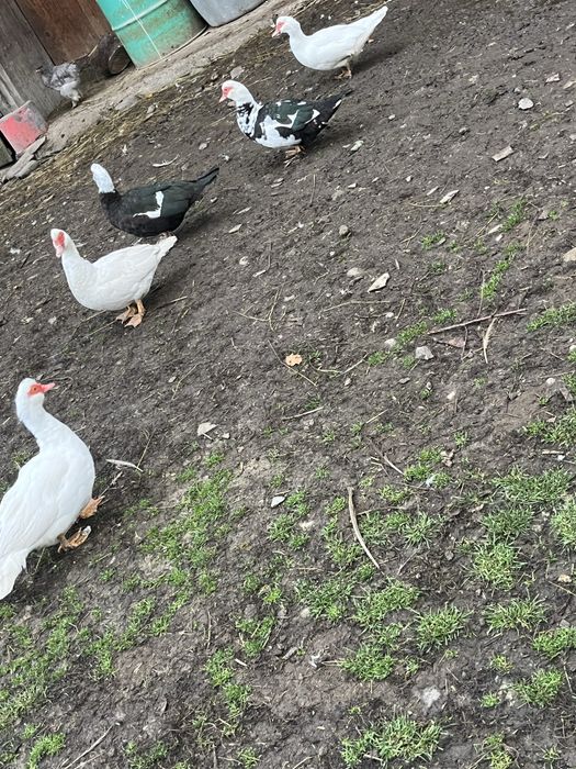 Rațe mute de vânzare