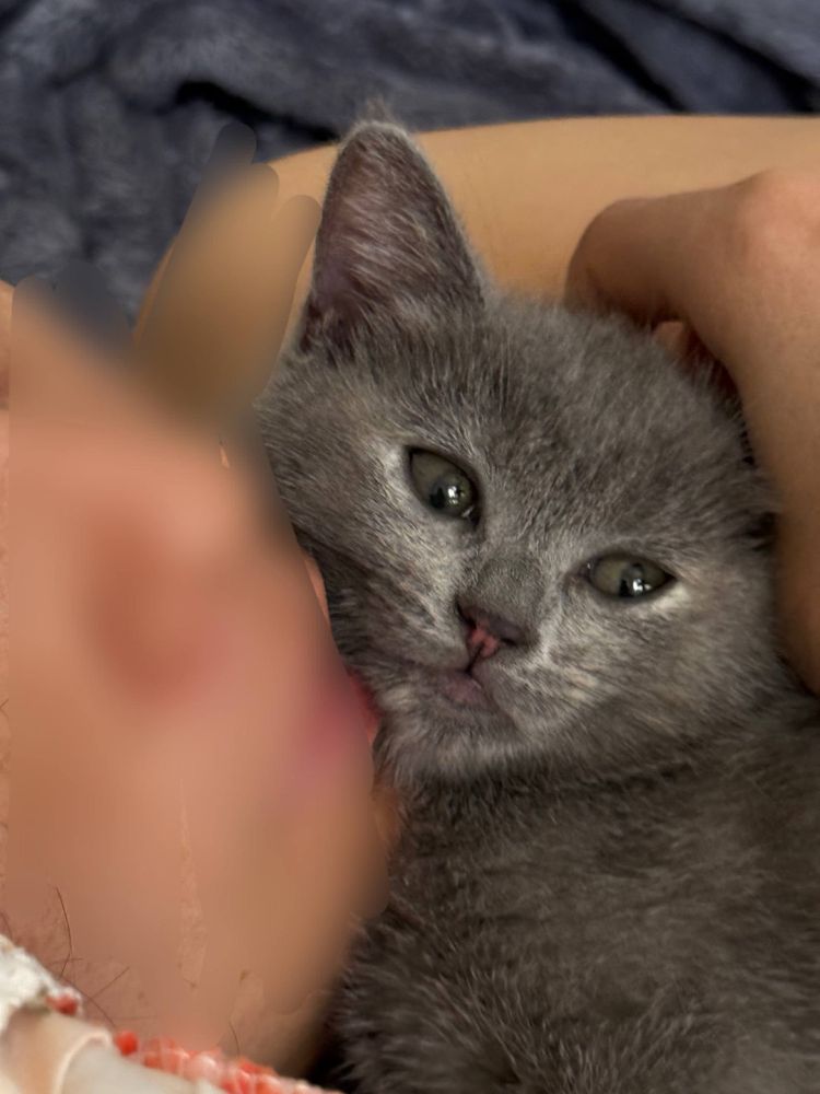 Mushuk bolalari srochni sotiladi.Iltimos aniq oladiganlar tel qisin