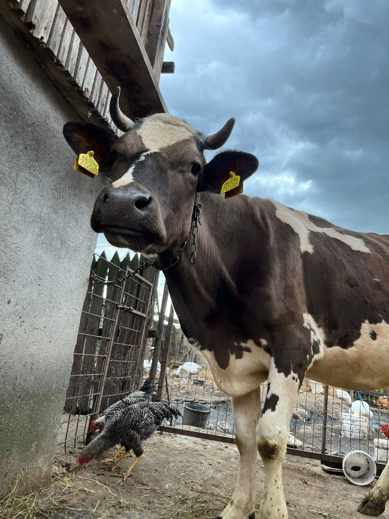 Vacă și vițică de vânzare, Berbești