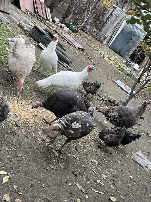 Curci BIO 250 lei bucata