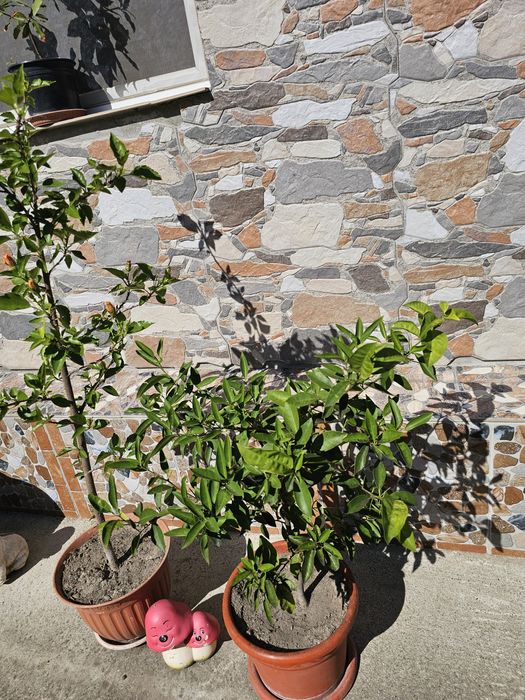 Trandafir japonez culoarea portocalie