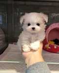 Bichon maltez minitoy