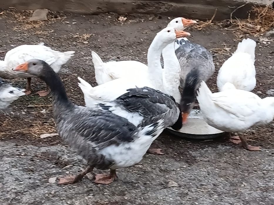 Гуси в продаже есть 6 голов