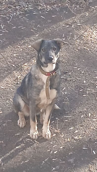 Отдам в добрые, заботливые руки  молодую, стерилизованную собаку