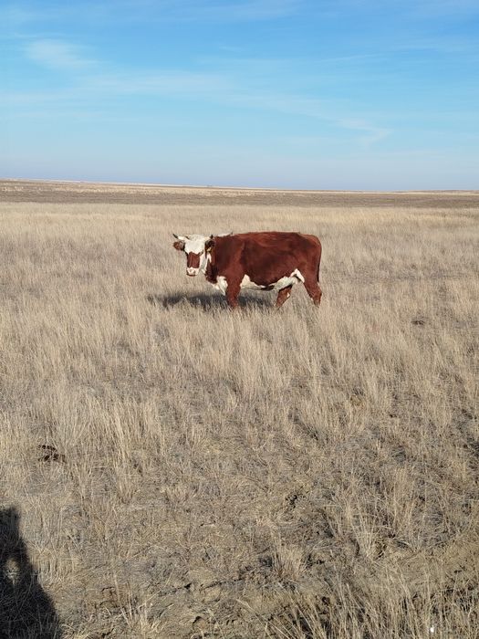 Продам корову ..о