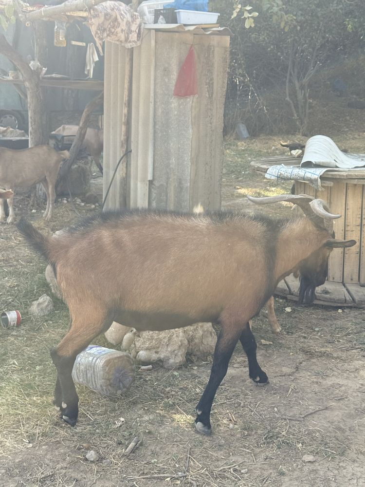 Alpen taka sotiladi