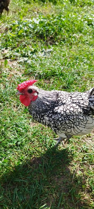 Găini sebright de vânzare sau la schimb