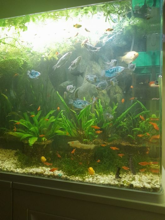 Продам аквариумных рыбок