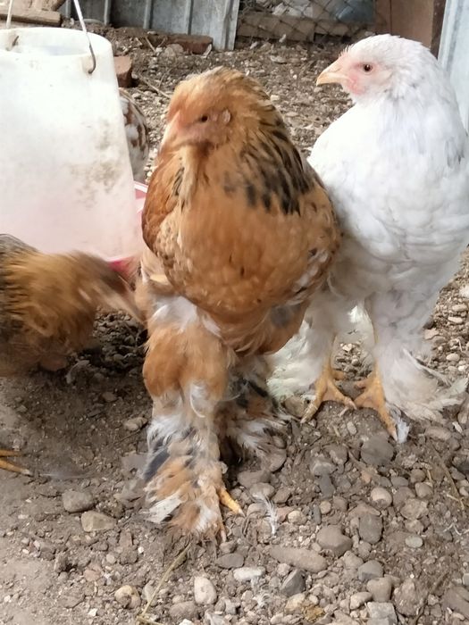 Vând cocoș tânăr Brahma 80 Ron