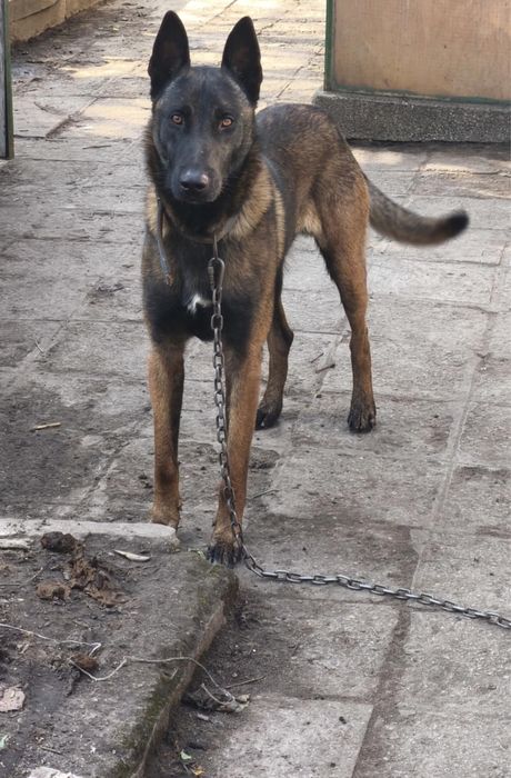 Подаряват се белгийски овчарки(малиноа)/коли