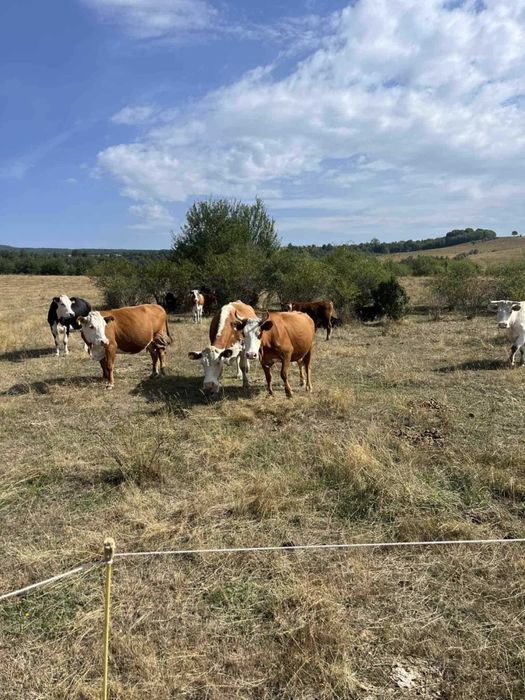 Крави Месодайни разпродажба