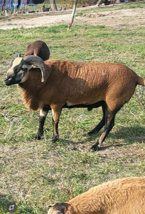 Vand berbec camerun am si oi sau schimb