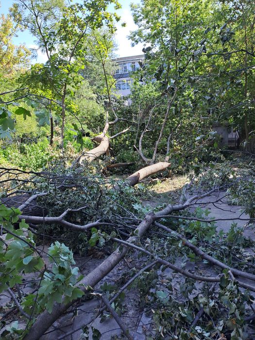 Curățare/Defrișări/Suprafețe/Tăiere Arbori/Rapid.