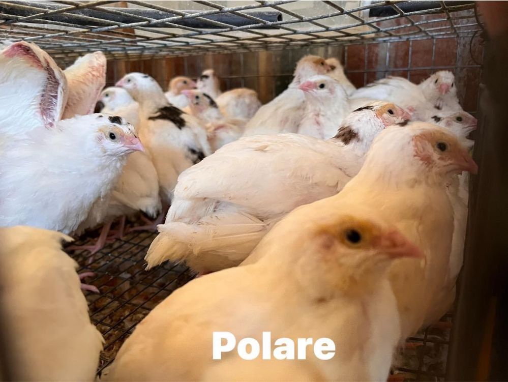 Oua de prepelita pentru incubat si consum
