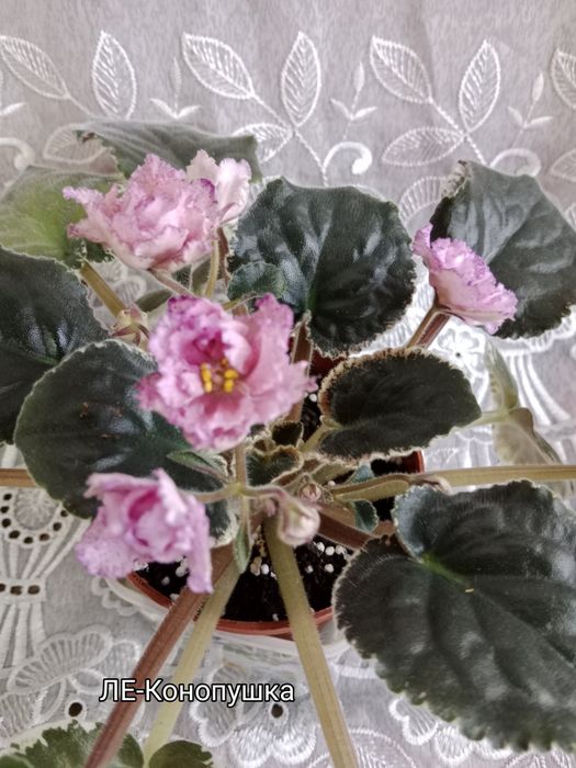 Фиалки сортовые цветущие