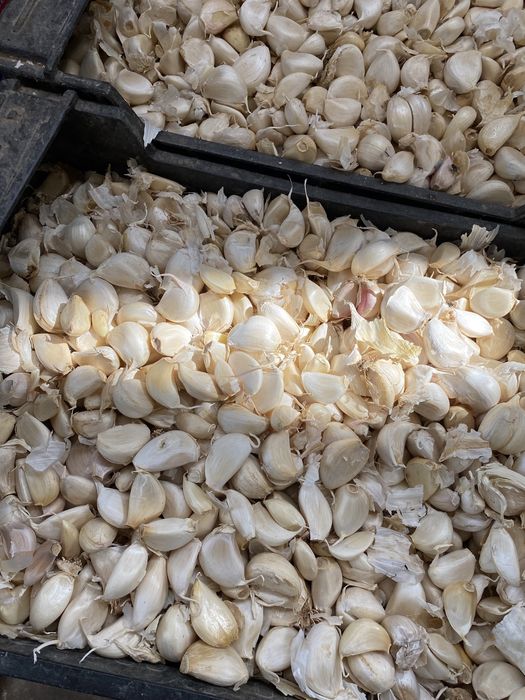 Vand graunti de usturoi curati