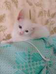 Отдам в добрые руки котёнка мальчик