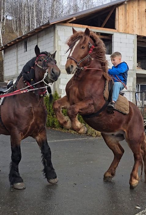 De vânzare , armăsar de 2,5 ani!!