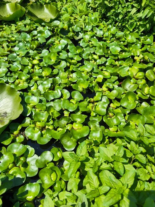 Zambile de apa ,plante iaz