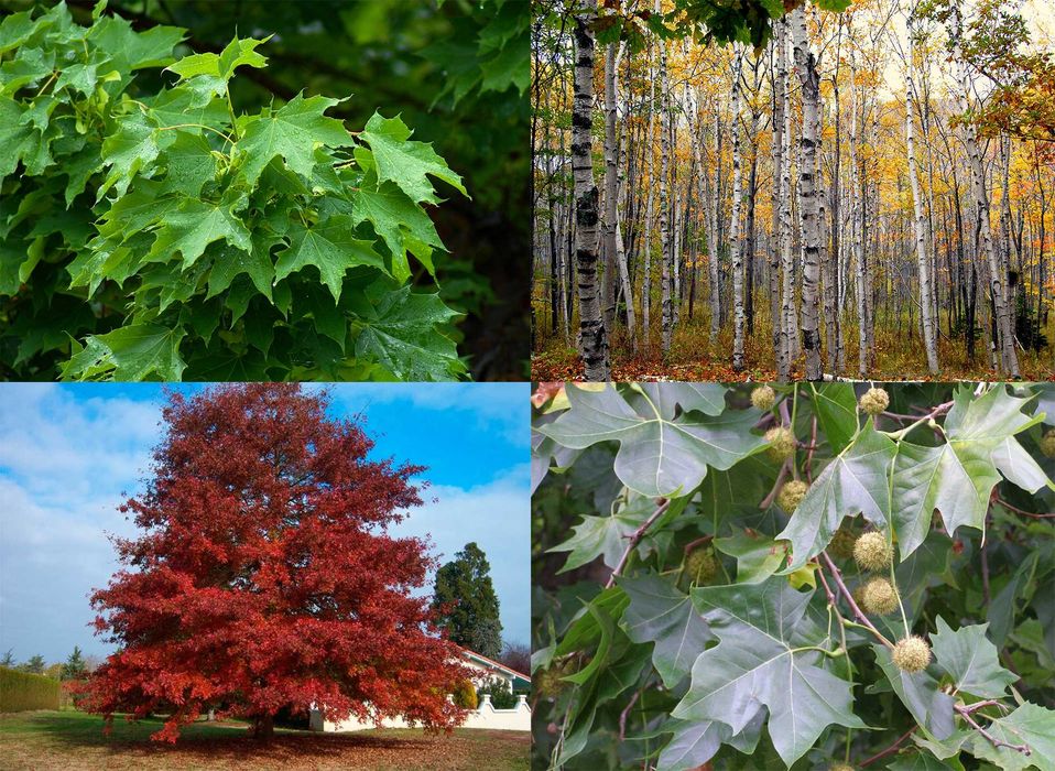 Arbori foiosi Artar Mesteacan Castan Platan Gorun Catalpa Ulm Plop