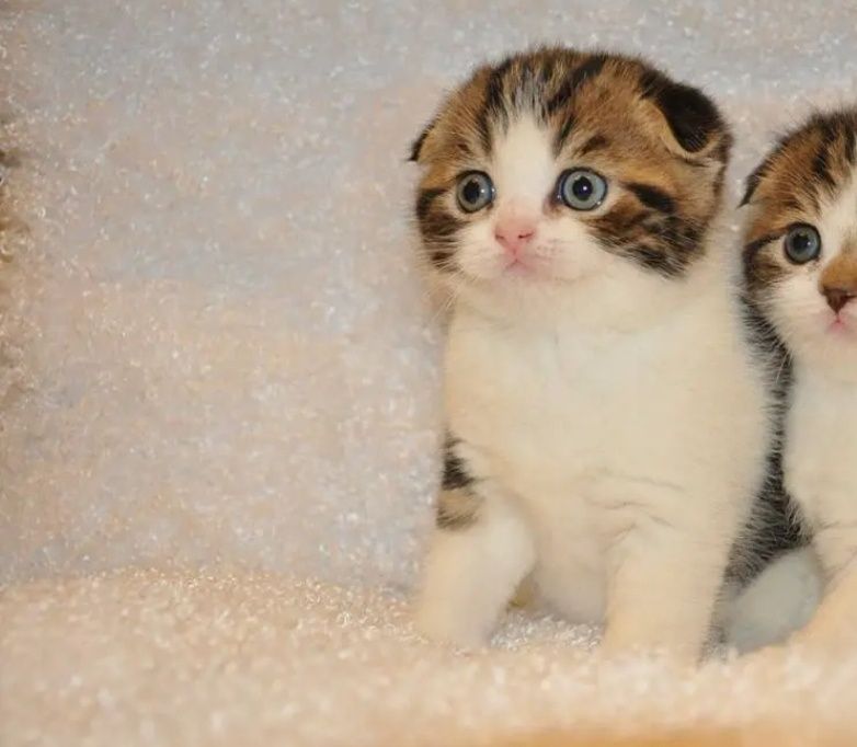 Шотландские мальчик и девочки, 1.5 мес