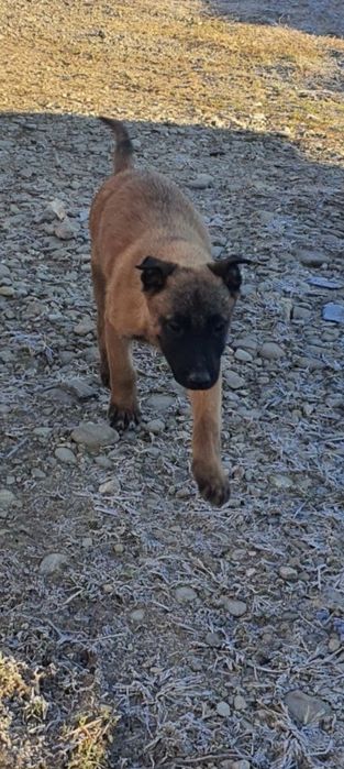 Vând mascul ciobănesc melinois