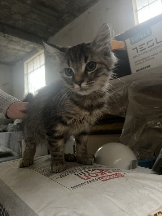 Дългокосместо коте