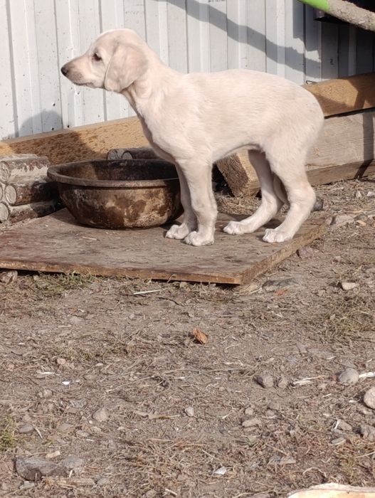 Бір жарым айлық күшік линия сы бар