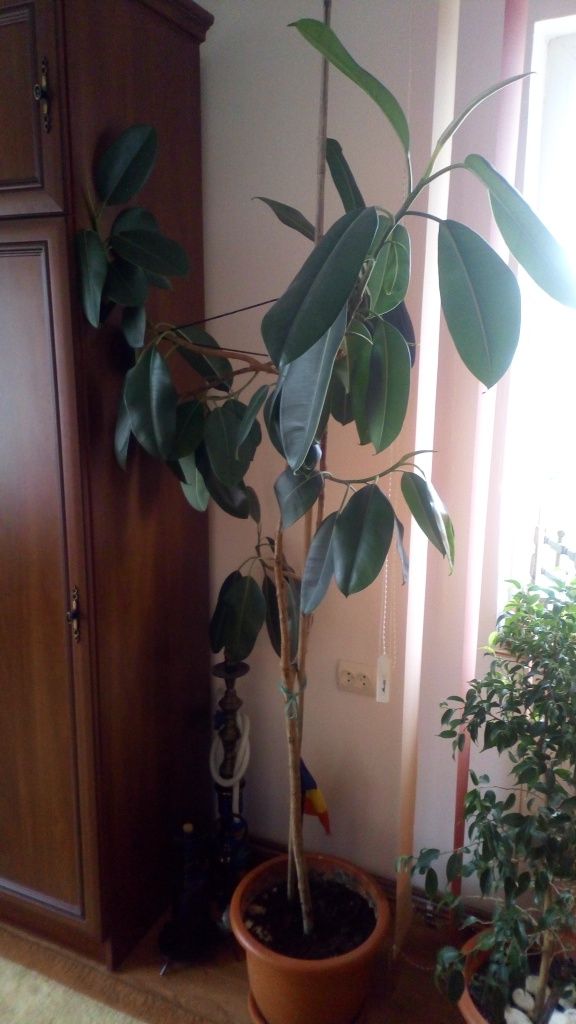 Ficus de apartament  2m