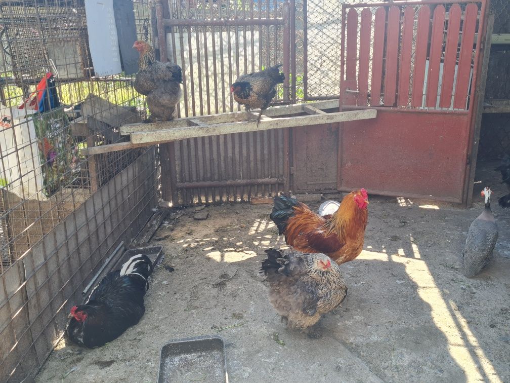 Vând cocoși gaini ,gaini brahma !