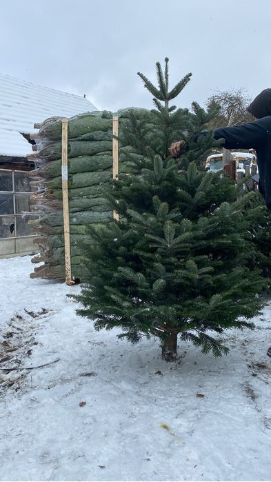 Brazi de craciun in en-gros 150 pana la 5 m