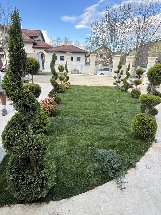 Tuia leylandii smarald spirale plante ornamentale